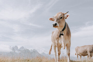 Kühe in den Dolomiten. Kühe in den Bergen. Kuh mit einer Glocke. Kühe in den Alpen. Kühe auf der Plose 5