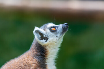 portrait of a lemur © JorgeArmando