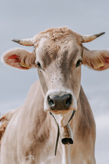 K&uuml;he in den Dolomiten. K&uuml;he in den Bergen. Kuh mit einer Glocke. K&uuml;he in den Alpen. K&uuml;he auf der Plose 4