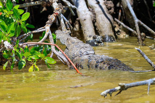 Cocodrile resting in the manglars