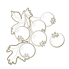 sketch line on white background botany illustration edible forest plant hawthorn bunch fruit with leaves close up print design element