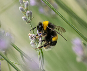 bourdon butinant de la lavande