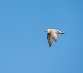 seagull at the dutch north sea zeeland westkapelle
