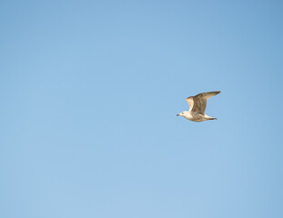 seagull at the dutch north sea zeeland westkapelle
