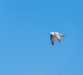 seagull at the dutch north sea zeeland westkapelle