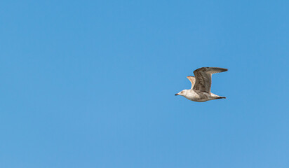 seagull at the dutch north sea zeeland westkapelle