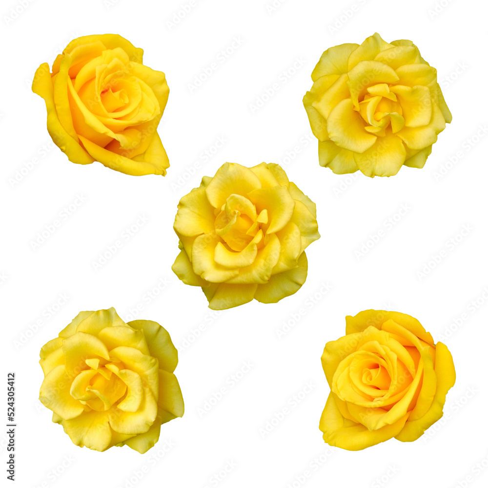 Poster set of roses in yellow color isolated on white background