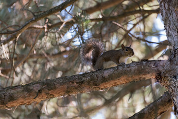 A Squirrel On A Tree Branch