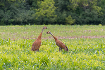 Sandhill Cranes Gather In The Field To Eat