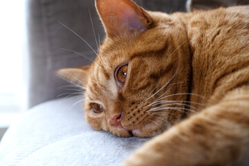 Close-up of an adult young cute tabby red cat lies with open eyes on the sofa in the room. Pets concept. Selective focus.