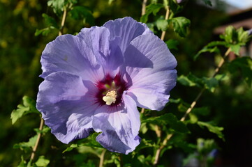 flower in the garden
