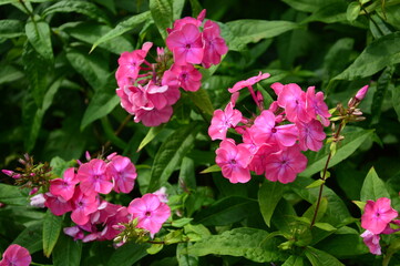 pink flowers in the garden