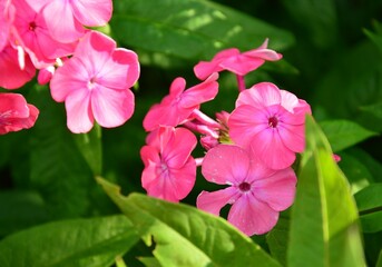 pink flowers