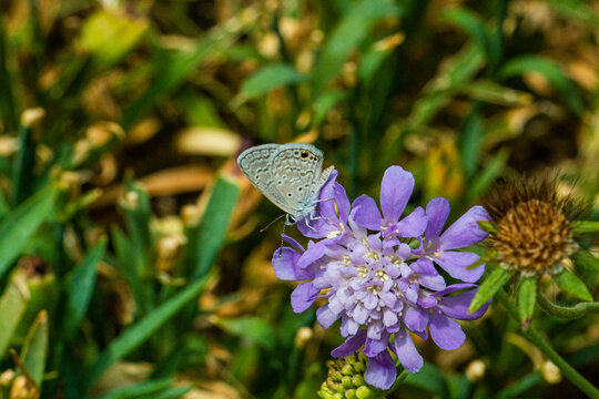 Ceraunus Blue Butterfly (Hemiargus ceraunus) Feeding on Blue Pincushion (Scabiosa atropurpurea)