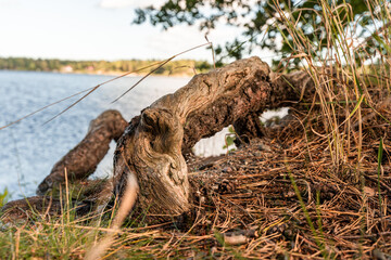 wood on the beach