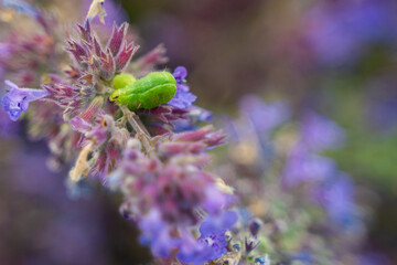 larva on a flower