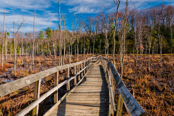 Bridge Leading the Marsh, Calvert Cliffs State Park, Maryland, USA, Maryland