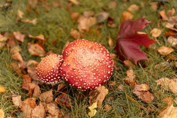 fly agaric mushroom in the forest