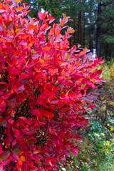 red and yellow leaves