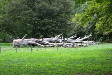 Fototapeta na wymiar fallen dead trunk of as windfallen tree in park,