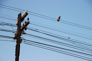 bird on the wire and sky background