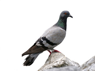 pigeon isolated on white background.