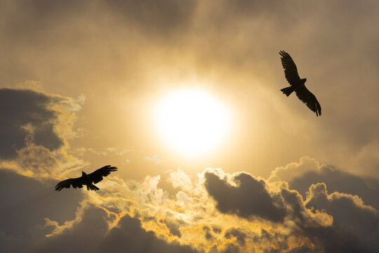 Silhouettes of pair soaring eagles against the backdrop of the bright golden sun and cumulus clouds at sunset. A couple of birds are circling in the sky