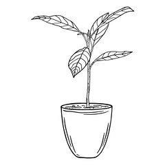Black and white outline vector illustration of an avocado sprout in a flower pot. Home plant illustration for your design.