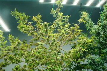 Commercial hemp farming in a greenhouse. Industrial hemp grown to produce CBD oil