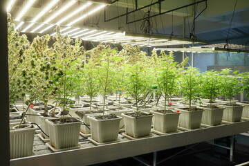 Commercial hemp farming in a greenhouse. Industrial hemp grown to produce CBD oil