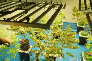 Naklejka premium Commercial hemp farming in a greenhouse. Industrial hemp grown to produce CBD oil
