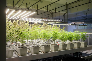 Commercial hemp farming in a greenhouse. Industrial hemp grown to produce CBD oil