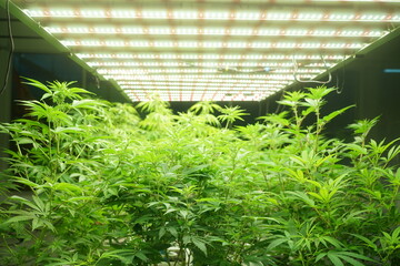 Commercial hemp farming in a greenhouse. Industrial hemp grown to produce CBD oil