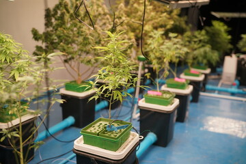 Commercial hemp farming in a greenhouse. Industrial hemp grown to produce CBD oil