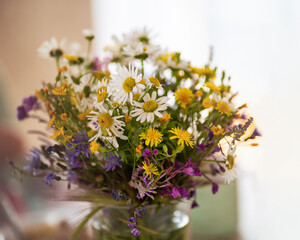 Summer bouquet of wild flowers of chamomile and coltsfoot. Collection of white, yellow and purple buds