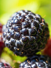 Natural fresh blackberries in garden. Bunch of ripe blackberry fruit - Rubus occidentalis -...