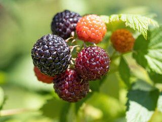 Natural fresh blackberries in garden. Bunch of ripe and unripe black raspberry - Rubus occidentalis - cultivar BRISTOL on branch of plant with green leaves on farm. Organic farming, healthy food, BIO
