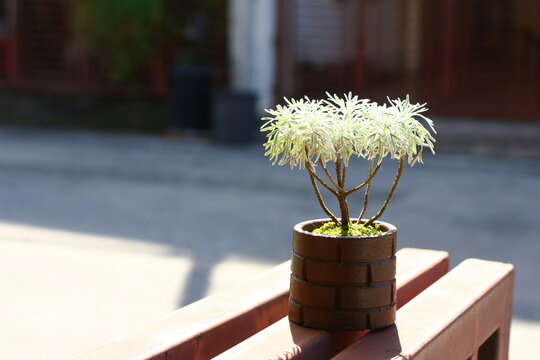Crossostephium or Chinese wormwood planted in small pot on bench with blurred grey background which known as lucky and rich tree, good meaning plant. Asain tree.