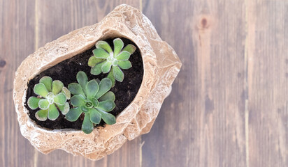 Three succulents in a stone planter on a wooden floor, top view