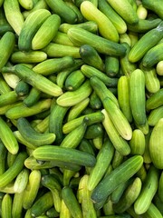 tons of fresh organic cucumber which is vegetable containing lots of vitamins. One of healthy food for who do diet plan.