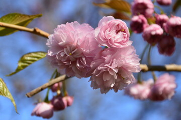 cherry blossom