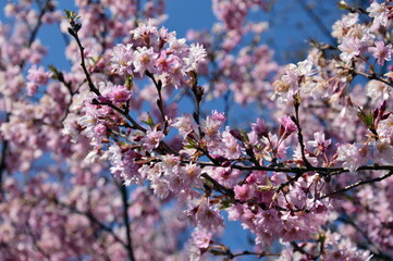 cherry blossom