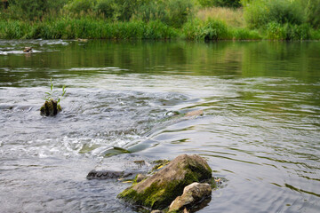 Stones in the water of a river stream
