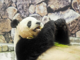 Obraz premium パンダ