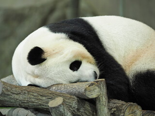 Naklejka premium パンダ