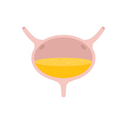 Bladder with urine. Internal organ of a person. Medical illustration.
