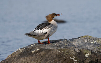 The common merganser on a rock