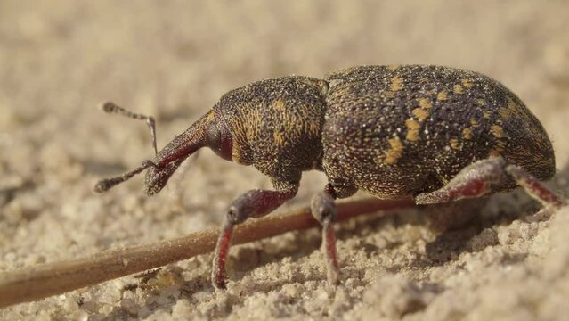 Beetle weevil of Otiorhynchus, Otiorrhynchus, Curculionidae on the sand ground