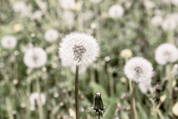 White ball of dandelion in natural background. Wallpaper and poster in vintage style.