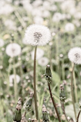 White ball of dandelion in natural background